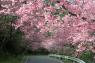 桜の開花状況