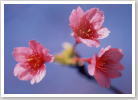 寒緋桜