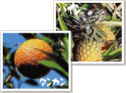 タンカンとパイン