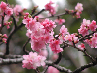 八重岳－桜