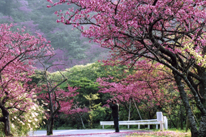 八重岳－桜