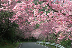 八重岳－桜