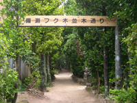 備瀬のフク木並木通り